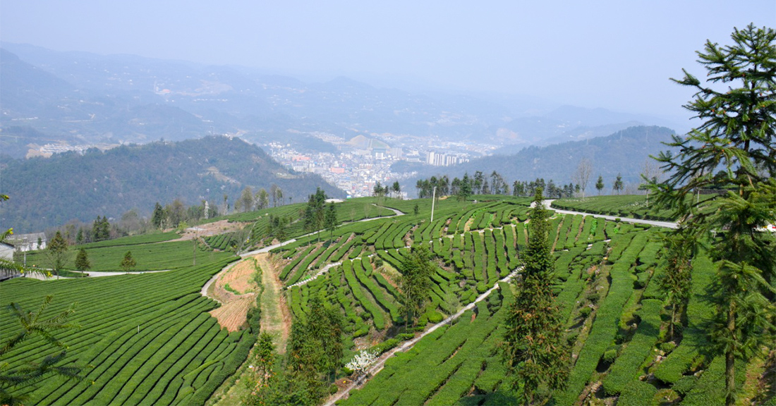 參觀(guān)青崗嶺茶園2
